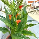 招待所 El Miajon De Castuos 3*