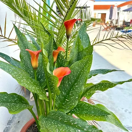 بيت ضيافة El Miajon De Castuos 3*