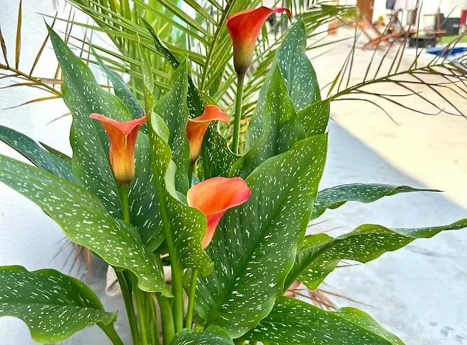 Vendégház El Miajon De Castuos 3*